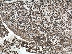 SEPT7 Antibody in Immunohistochemistry (Paraffin) (IHC (P))