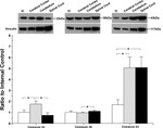 Connexin 36 Antibody in Western Blot (WB)