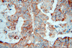 ARTS1 Antibody in Immunohistochemistry (Paraffin) (IHC (P))