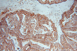 ARTS1 Antibody in Immunohistochemistry (Paraffin) (IHC (P))