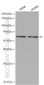 SLC7A6 Antibody in Western Blot (WB)