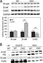 beta Catenin Antibody in Western Blot (WB)