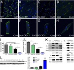 beta Catenin Antibody in Western Blot (WB)