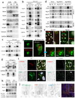 VPS34 Antibody in Western Blot, Immunocytochemistry (WB, ICC/IF)