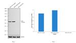 Connexin 43 Antibody in Western Blot (WB)