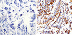 Connexin 43 Antibody in Immunohistochemistry (Paraffin) (IHC (P))