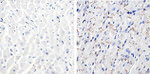 Connexin 43 Antibody in Immunohistochemistry (Paraffin) (IHC (P))