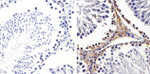 Connexin 43 Antibody in Immunohistochemistry (Paraffin) (IHC (P))