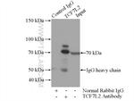 TCF7L2 Antibody in Immunoprecipitation (IP)