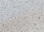 TAC1 Antibody in Immunohistochemistry (Paraffin) (IHC (P))