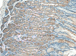 TAC1 Antibody in Immunohistochemistry (Paraffin) (IHC (P))