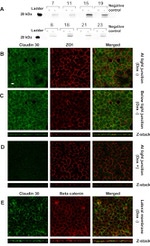 beta Catenin Antibody in Immunocytochemistry (ICC/IF)