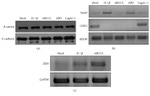 beta Catenin Antibody in Western Blot (WB)