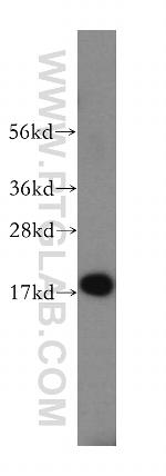 SAP18 Antibody in Western Blot (WB)