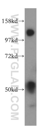 MOF Antibody in Western Blot (WB)