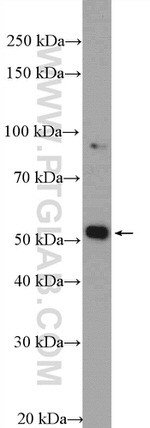 MOF Antibody in Western Blot (WB)