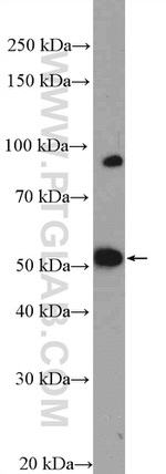 MOF Antibody in Western Blot (WB)