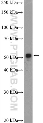 MOF Antibody in Western Blot (WB)