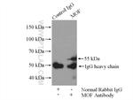 MOF Antibody in Immunoprecipitation (IP)