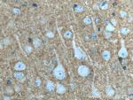 CNTN1 Antibody in Immunohistochemistry (Paraffin) (IHC (P))