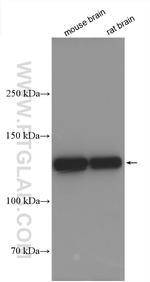 CNTN1 Antibody in Western Blot (WB)