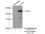 CNTN1 Antibody in Immunoprecipitation (IP)