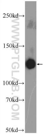 CNTN1 Antibody in Western Blot (WB)