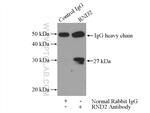 RND2 Antibody in Immunoprecipitation (IP)