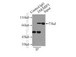 JAKMIP1 Antibody in Immunoprecipitation (IP)