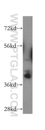 SH3GL3 Antibody in Western Blot (WB)