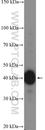 SH3GL3 Antibody in Western Blot (WB)