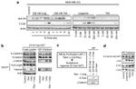 gamma Catenin Antibody in Western Blot (WB)