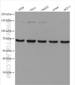 UBP1 Antibody in Western Blot (WB)