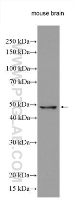 UBA3 Antibody in Western Blot (WB)