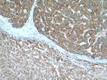 AEG-1/MTDH Antibody in Immunohistochemistry (Paraffin) (IHC (P))