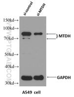 AEG-1/MTDH Antibody in Western Blot (WB)