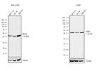 ERK1 Antibody