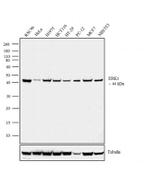 ERK1 Antibody in Western Blot (WB)