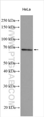 Frizzled 9 Antibody in Western Blot (WB)