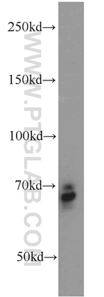 Frizzled 9 Antibody in Western Blot (WB)