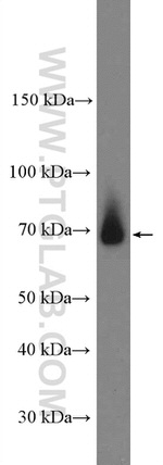 Frizzled 9 Antibody in Western Blot (WB)