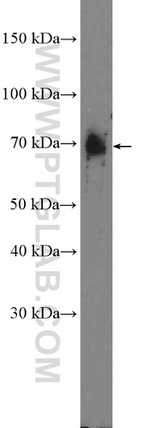 Frizzled 9 Antibody in Western Blot (WB)