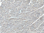 KCNE1L Antibody in Immunohistochemistry (Paraffin) (IHC (P))