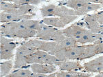 KCNE1L Antibody in Immunohistochemistry (Paraffin) (IHC (P))