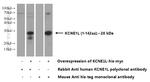 KCNE1L Antibody in Western Blot (WB)