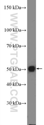 S1PR5/EDG8 Antibody in Western Blot (WB)