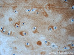 Aggrecan Antibody in Immunohistochemistry (Paraffin) (IHC (P))