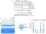 Bcl-2 Antibody in Western Blot (WB)