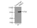 PKC iota Antibody in Immunoprecipitation (IP)