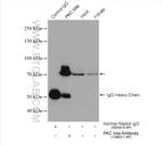 PKC iota Antibody in Immunoprecipitation (IP)